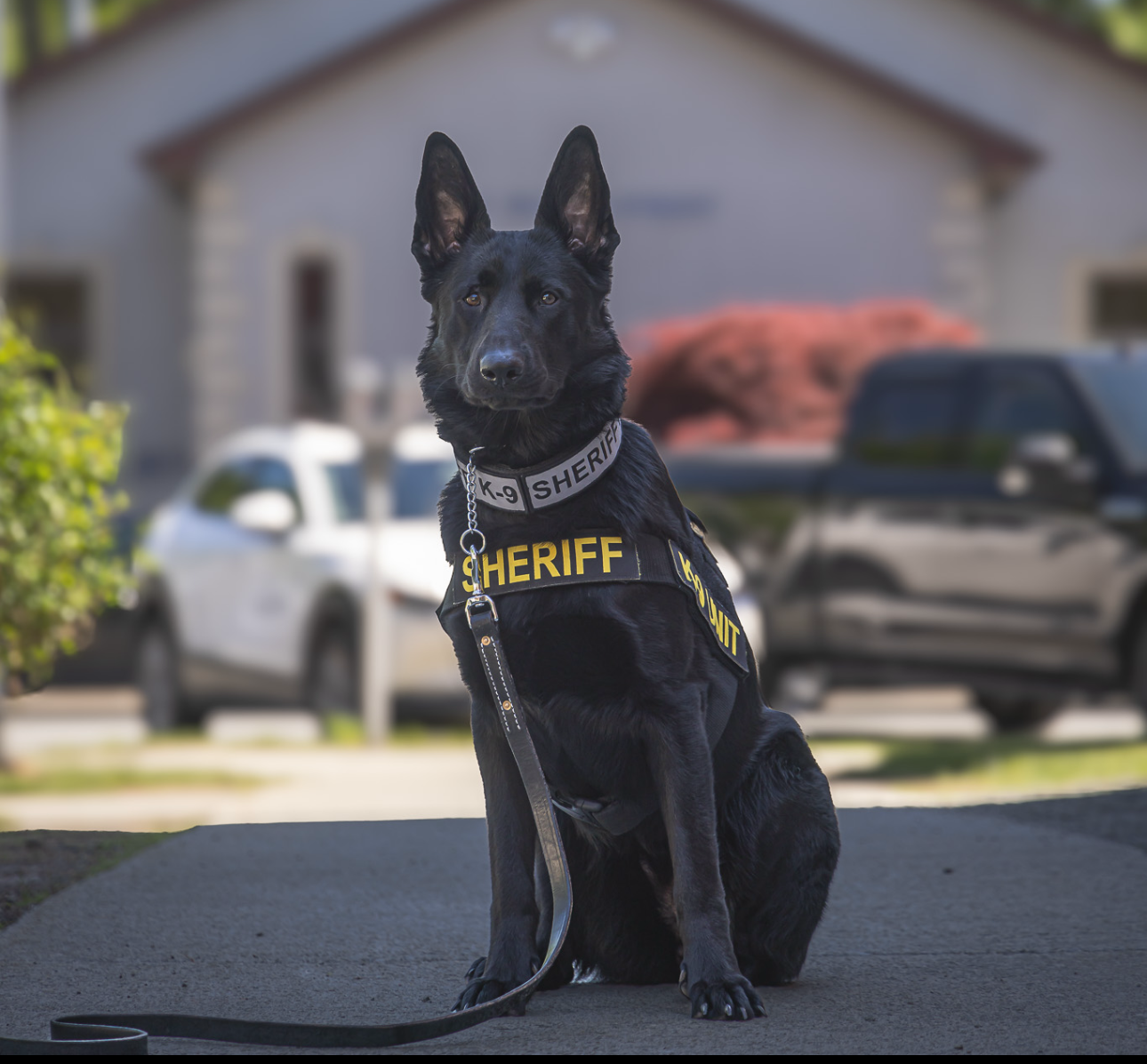 K9 Sheriff 2026